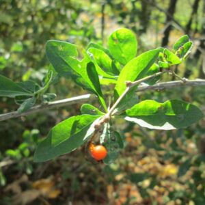 Goji (AnRo0002, CC0, via Wikimedia Commons)