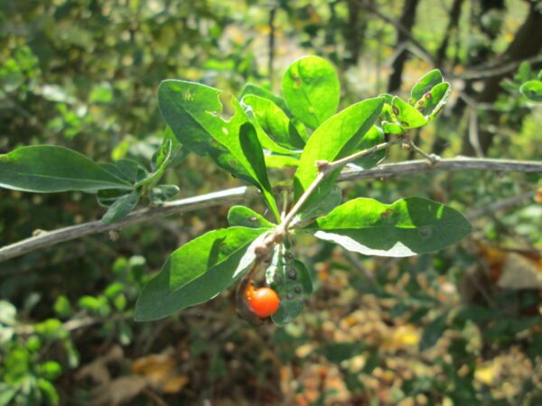 Goji (AnRo0002, CC0, via Wikimedia Commons)