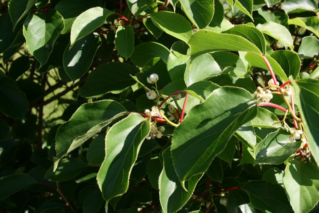 Kiwai (Sten, CC BY-SA 3.0 , via Wikimedia Commons)