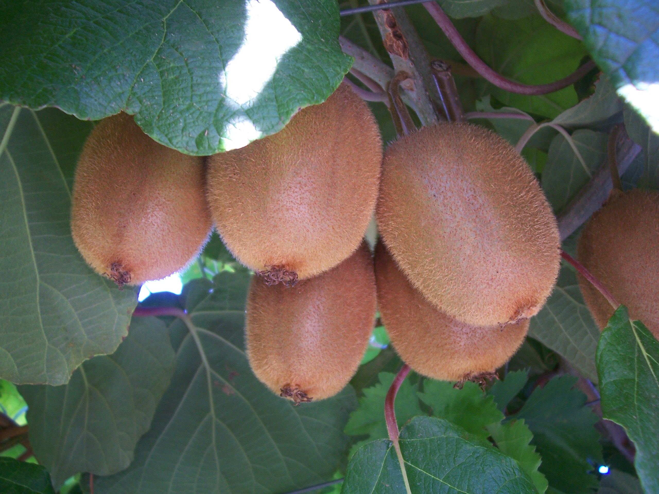 Kiwi (Luca83, CC BY-SA 3.0 , via Wikimedia Commons)