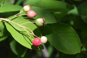 Amelanchier du Canada (Sesamehoneytart, CC BY-SA 4.0 , via Wikimedia Commons)