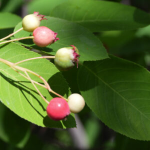 Amelanchier du Canada (Sesamehoneytart, CC BY-SA 4.0 , via Wikimedia Commons)