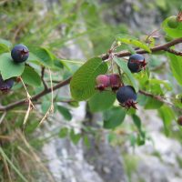 Amelanchier ovalis (User:Tigerente, CC BY-SA 3.0 , via Wikimedia Commons)