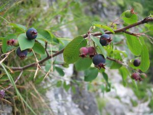 Amelanchier ovalis (User:Tigerente, CC BY-SA 3.0 , via Wikimedia Commons)