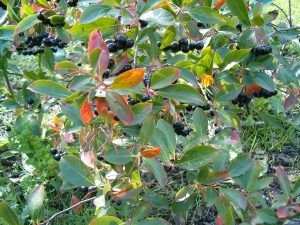 Aronia melanocarpa