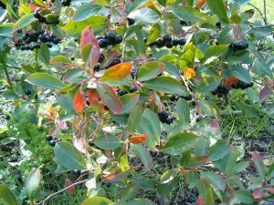 Aronia melanocarpa