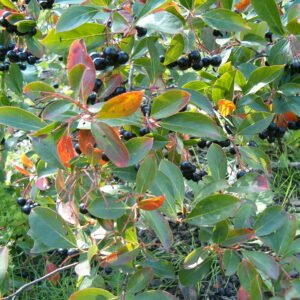 Aronia melanocarpa