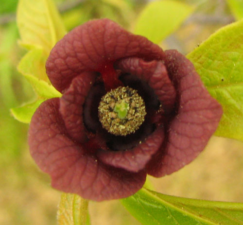 Asiminier (User:Phyzome, CC BY-SA 3.0 , via Wikimedia Commons)