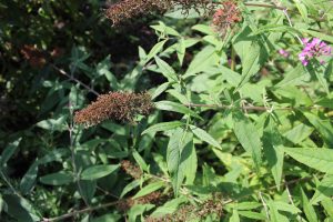 Buddleja (AfroBrazilian: Aleksandrs Balodis, CC BY-SA 4.0 , via Wikimedia Commons)