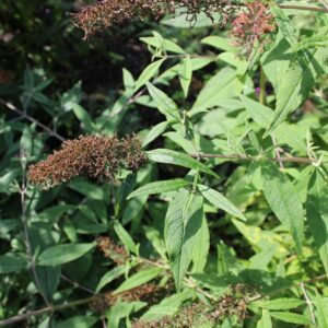 Buddleja (AfroBrazilian: Aleksandrs Balodis, CC BY-SA 4.0 , via Wikimedia Commons)
