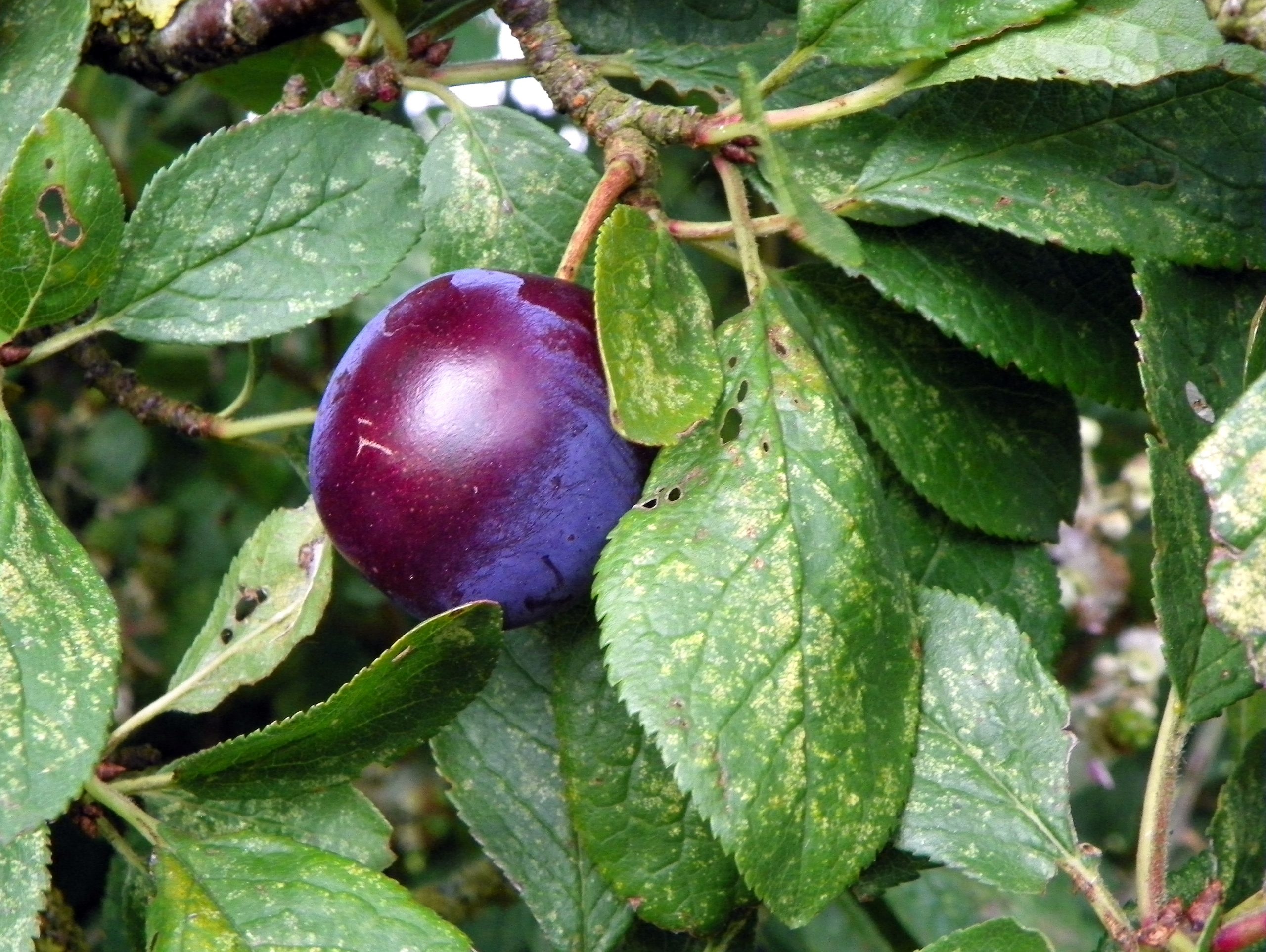 Prune sang (AnemoneProjectors, CC BY-SA 2.0 , via Wikimedia Commons)