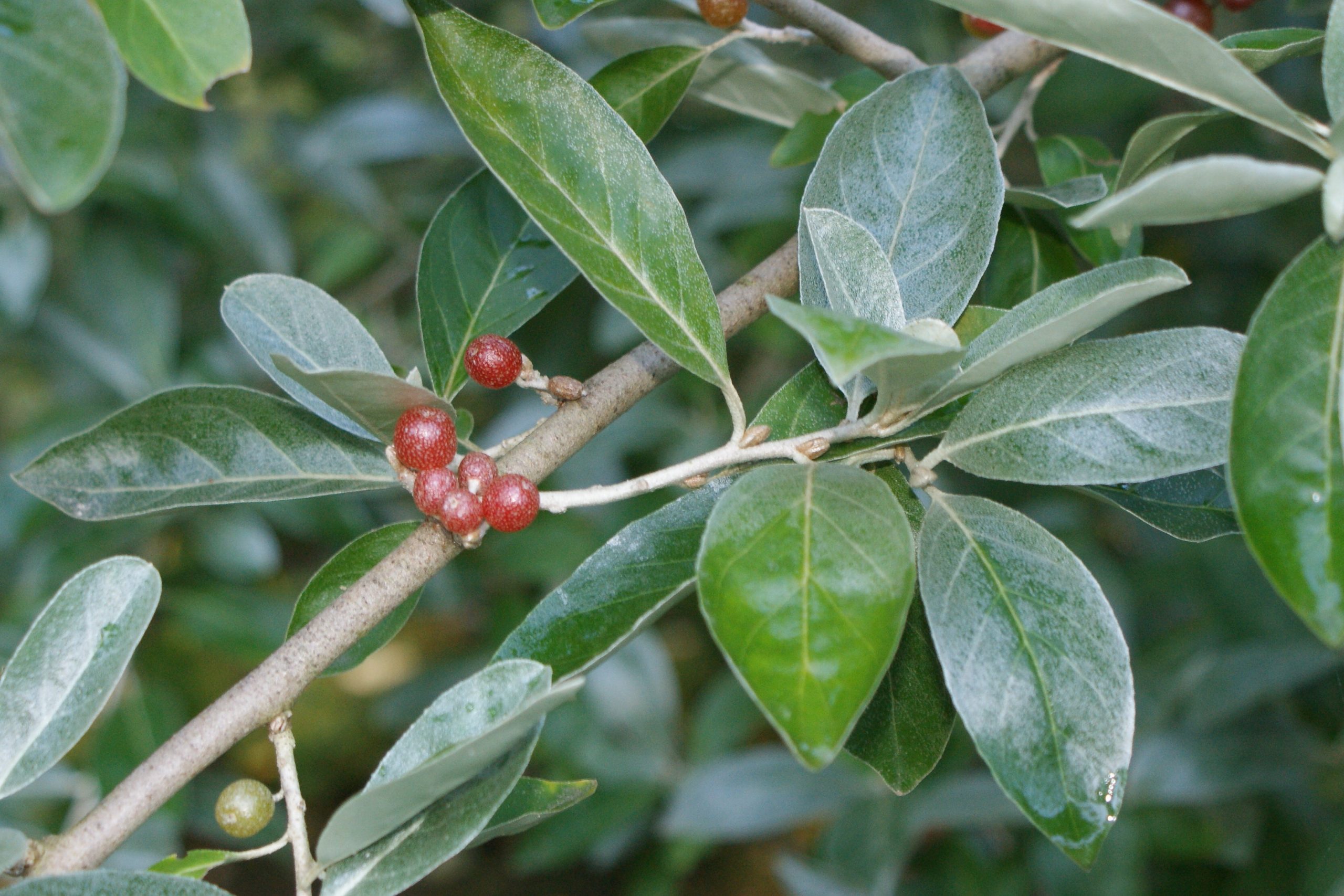 Goumi (Kenraiz, CC BY-SA 3.0 , via Wikimedia Commons)