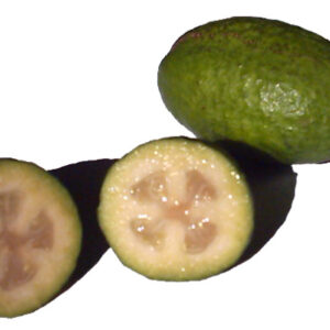 Feijoa (Hans B. sur Wikipédia néerlandais, CC BY-SA 3.0 , via Wikimedia Commons)