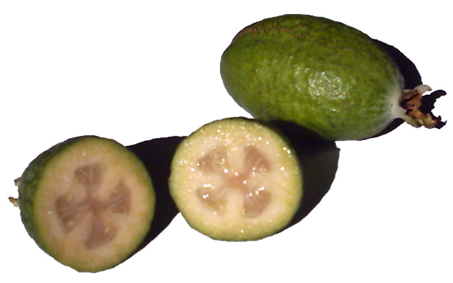 Feijoa (Hans B. sur Wikipédia néerlandais, CC BY-SA 3.0 , via Wikimedia Commons)