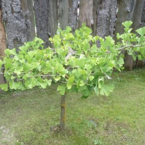 Ginkgo (David Short from Windsor, UK, CC BY 2.0 , via Wikimedia Commons)