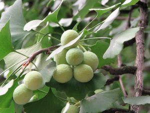 Gingko (Agnieszka Kwiecień, Nova, CC BY-SA 4.0 , via Wikimedia Commons)