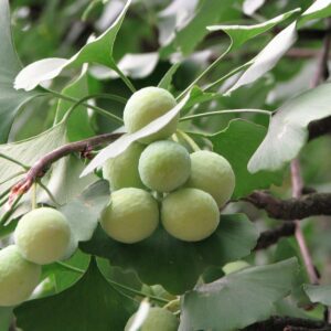 Gingko (Agnieszka Kwiecień, Nova, CC BY-SA 4.0 , via Wikimedia Commons)