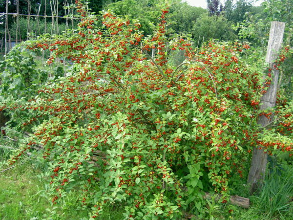 Goumi (I, Abrahami, CC BY-SA 2.5 , via Wikimedia Commons)