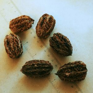 Noyer cendre (Agrosylva, CC BY-SA 3.0 , via Wikimedia Commons)