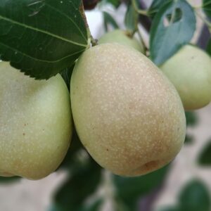 Jujube lang (Choe Yongwoo, CC0, via Wikimedia Commons)