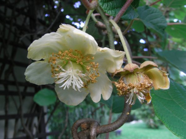 Kiwi (Cryptosporella, CC BY-SA 3.0 , via Wikimedia Commons)