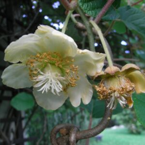 Kiwi (Cryptosporella, CC BY-SA 3.0 , via Wikimedia Commons)