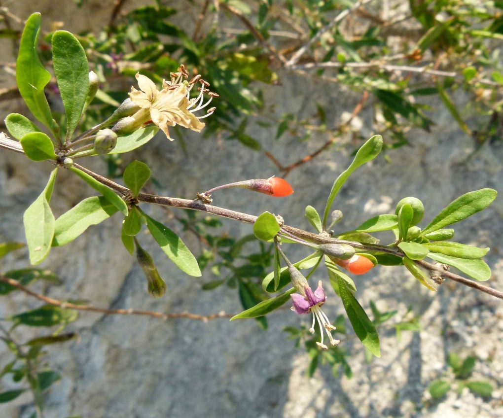 Goji (Pancrat, CC BY-SA 3.0 , via Wikimedia Commons)