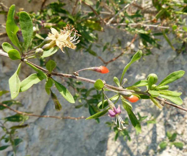 Goji (Pancrat, CC BY-SA 3.0 , via Wikimedia Commons)