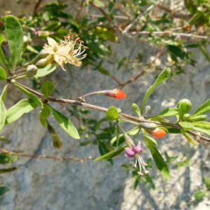 Goji (Pancrat, CC BY-SA 3.0 , via Wikimedia Commons)