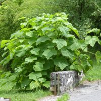 Paulownia (Syrio, CC BY-SA 4.0 , via Wikimedia Commons)