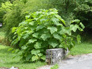 Paulownia (Syrio, CC BY-SA 4.0 , via Wikimedia Commons)