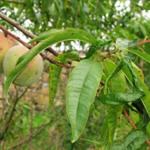 Peche grosse (SABENCIA Bertu Ordiales, CC BY-SA 4.0 , via Wikimedia Commons)