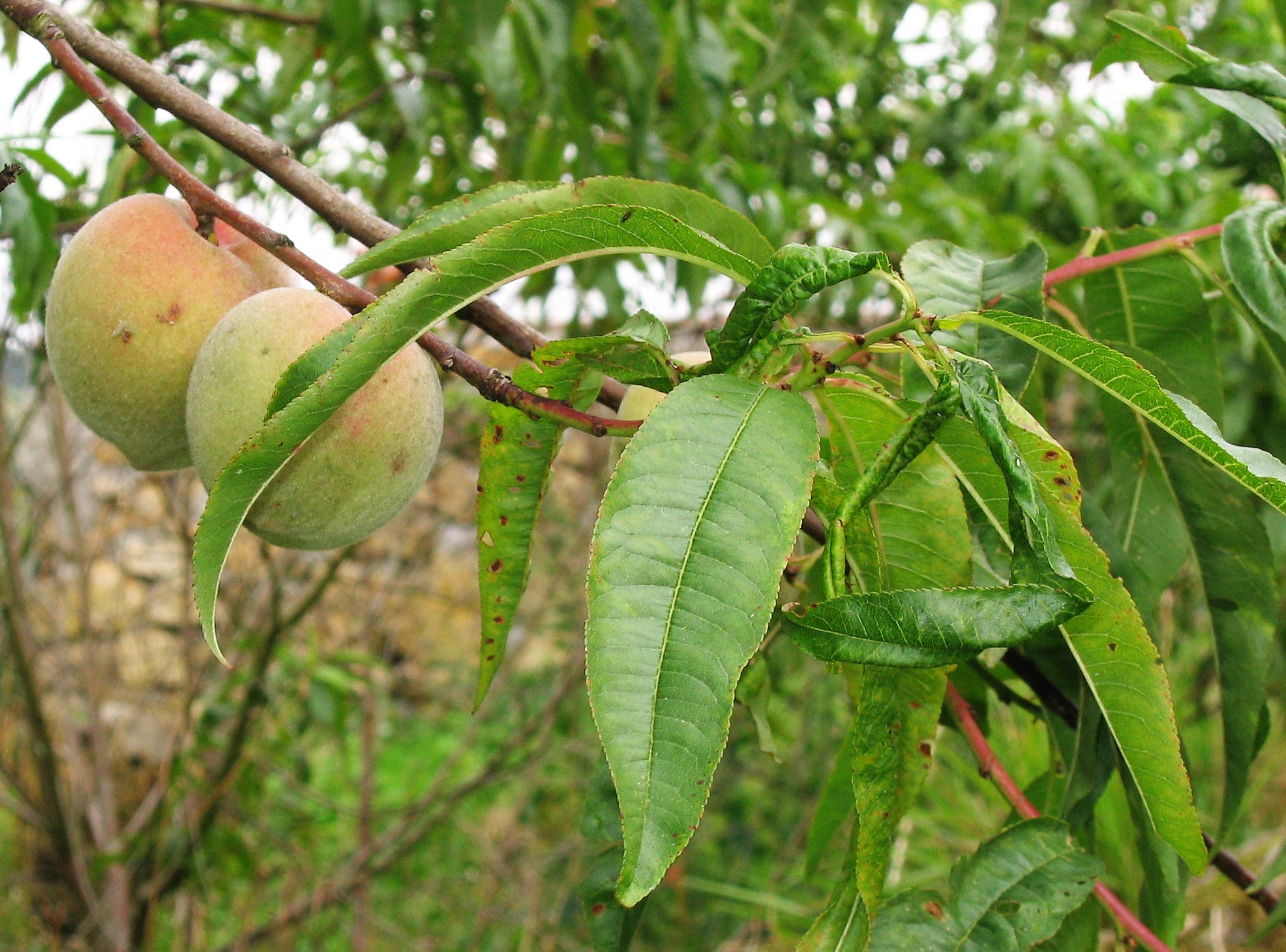 Peche grosse (SABENCIA Bertu Ordiales, CC BY-SA 4.0 , via Wikimedia Commons)