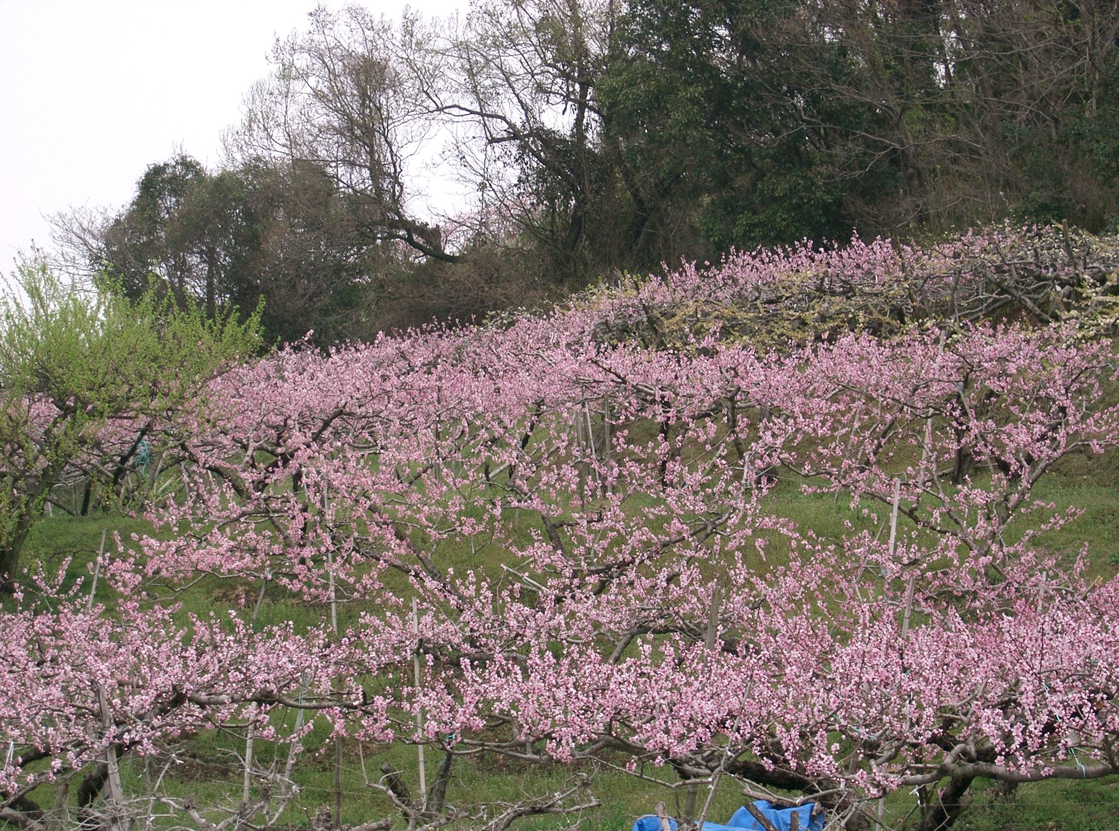 Toutes nos plantes: jardin sec et comestibles - Pépinières Quissac