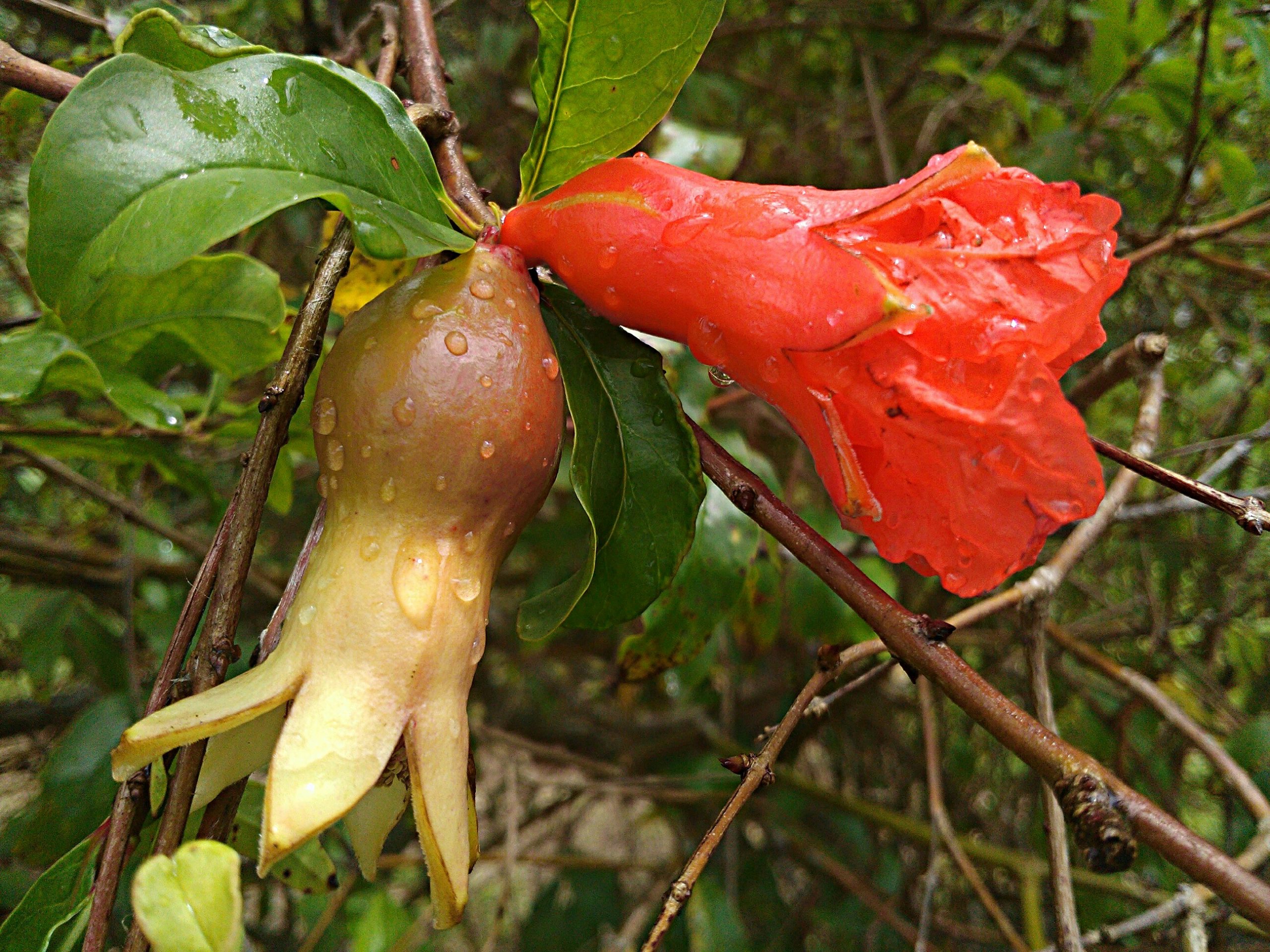 Grenadier (Filo gèn