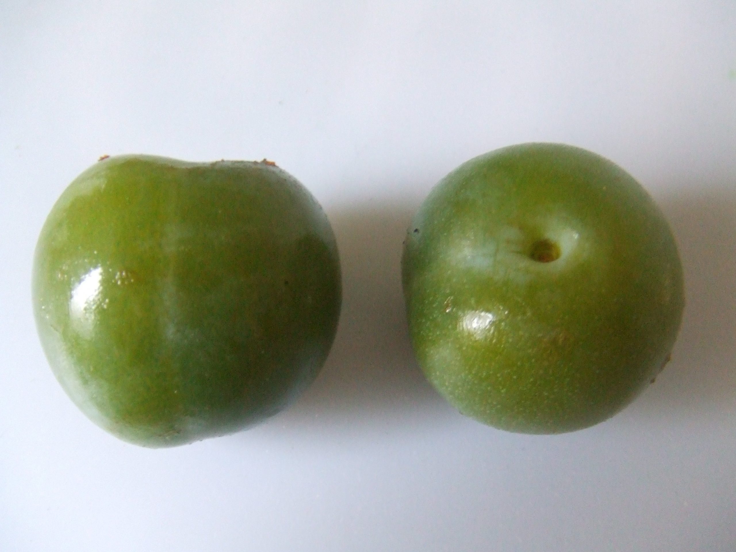 Prune reine claude verte (Hans B., CC BY-SA 3.0 , via Wikimedia Commons)