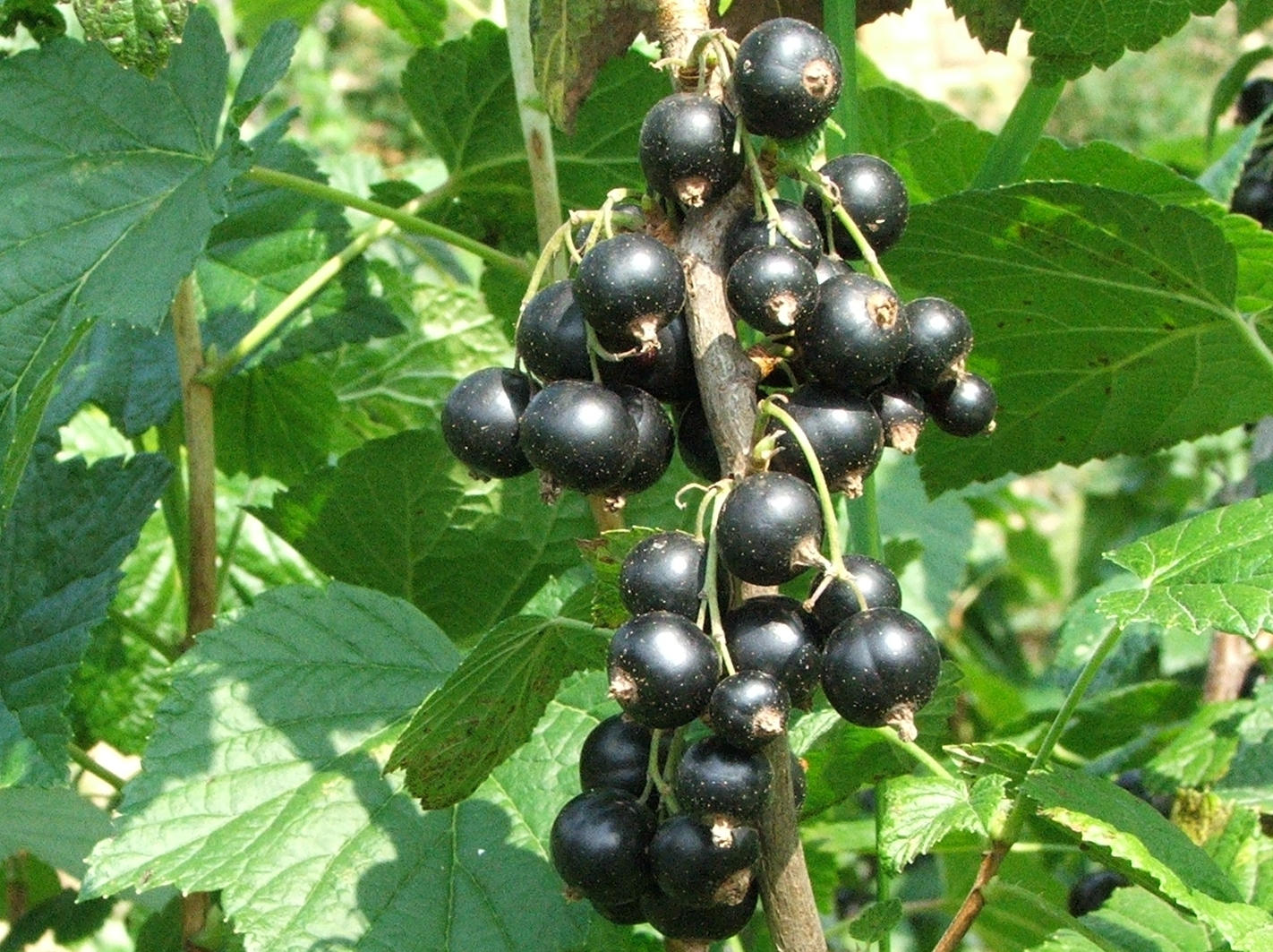 Cassis (Jerzy Opioła, CC BY-SA 3.0 , via Wikimedia Commons)