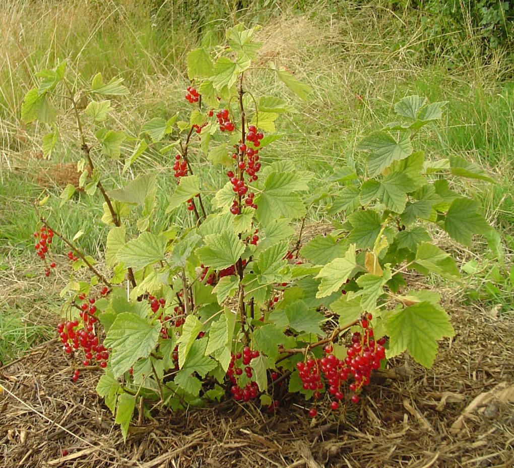 Groseillier (ribes rubrum)