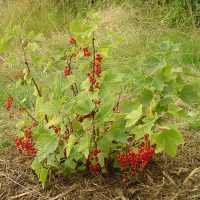 Groseillier (ribes rubrum)