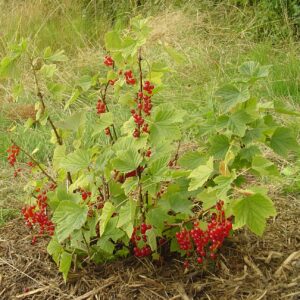 Groseillier (ribes rubrum)