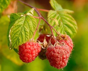 mure-framboise (Juhanson, CC BY-SA 3.0 , via Wikimedia Commons)