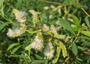 Saule pourpre (Krzysztof Ziarnek, Kenraiz, CC BY-SA 4.0 , via Wikimedia Commons)