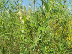 Saule a osier (Willow, CC BY-SA 3.0 , via Wikimedia Commons)