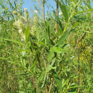 Saule a osier (Willow, CC BY-SA 3.0 , via Wikimedia Commons)