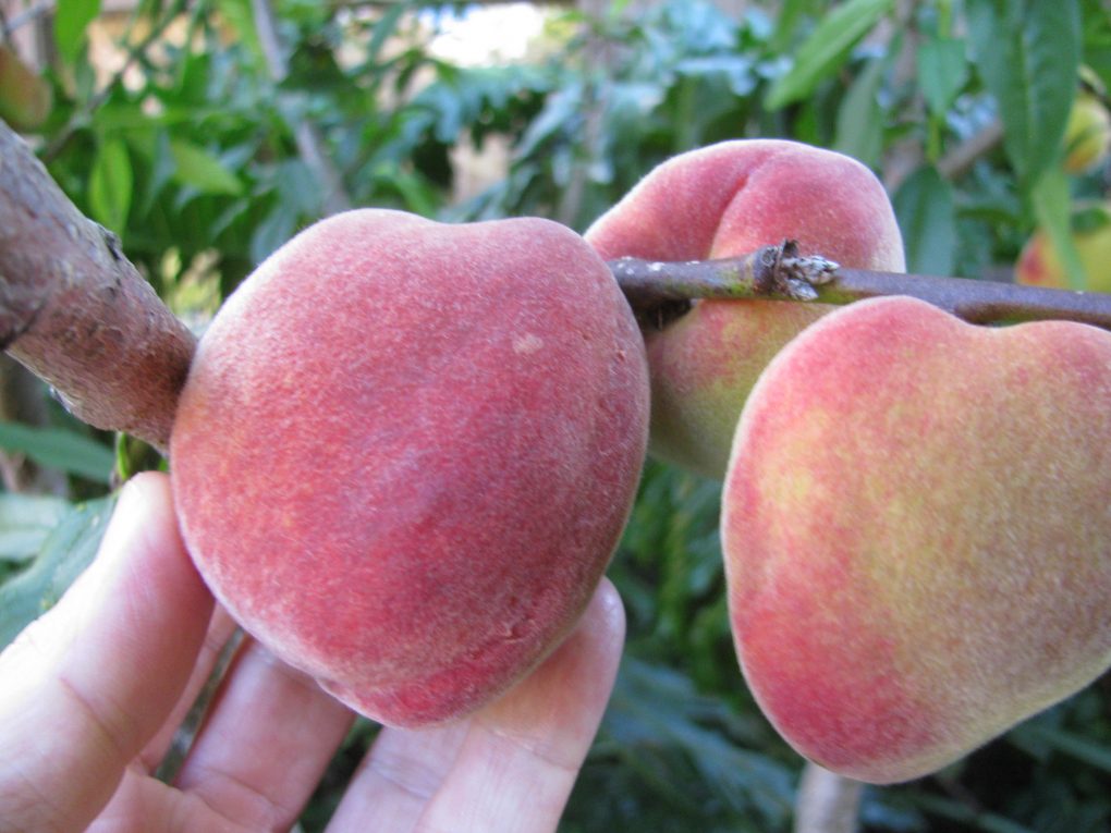 Peche surpasse (Forest & Kim Starr, CC BY 3.0 US , via Wikimedia Commons)