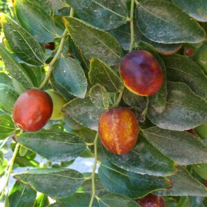 Jujube (Philmarin, CC BY-SA 4.0 , via Wikimedia Commons)