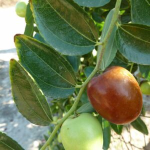 Jujube (Philmarin, CC BY-SA 4.0 , via Wikimedia Commons)