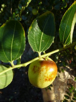 Jujube (Philmarin, CC BY-SA 4.0 , via Wikimedia Commons)