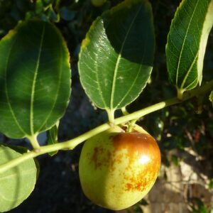 Jujube (Philmarin, CC BY-SA 4.0 , via Wikimedia Commons)