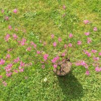 indigofera himalayensis (unknown origin)